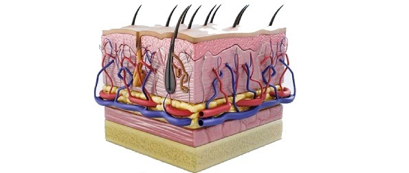 Skin and its layer, function